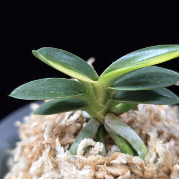 취월호 翠月湖 Chwiwolho(Seedling)