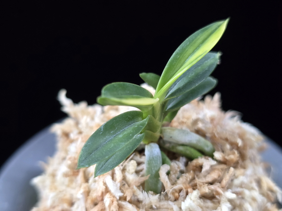 취월호 翠月湖 Chwiwolho(Seedling) 취월호 翠月湖 Chwiwolho(Seedling)