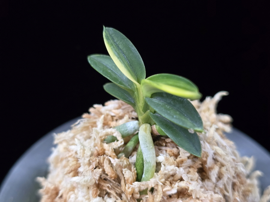 취월호 翠月湖 Chwiwolho(Seedling) 취월호 翠月湖 Chwiwolho(Seedling)