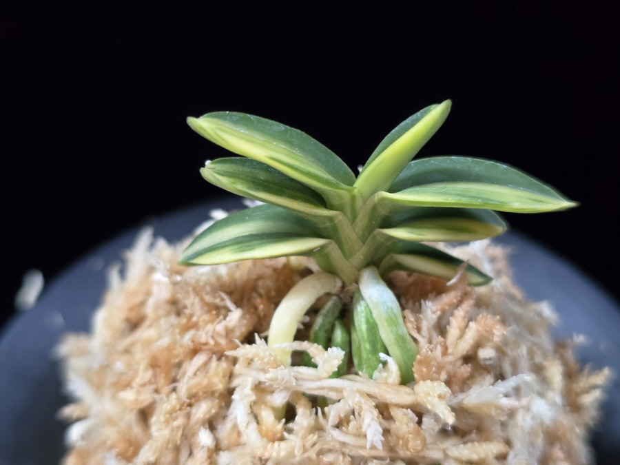 취월호 翠月湖 Chwiwolho(Seedling) 취월호 翠月湖 Chwiwolho(Seedling)