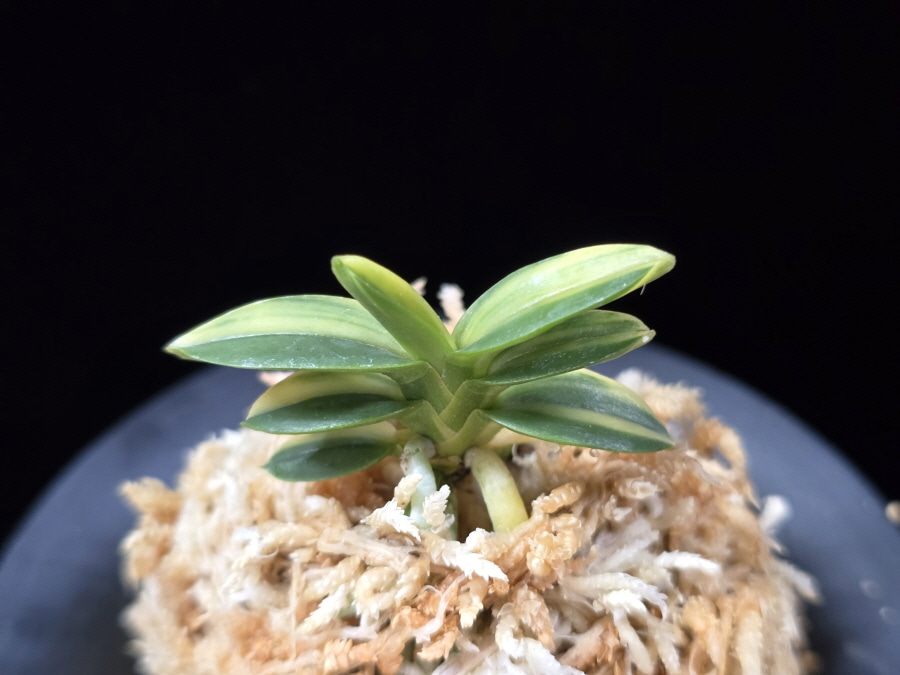 취월호 翠月湖 Chwiwolho(Seedling) 취월호 翠月湖 Chwiwolho(Seedling)