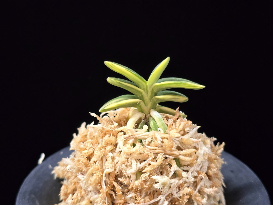 취월호 翠月湖 Chwiwolho(Seedling) 취월호 翠月湖 Chwiwolho(Seedling)