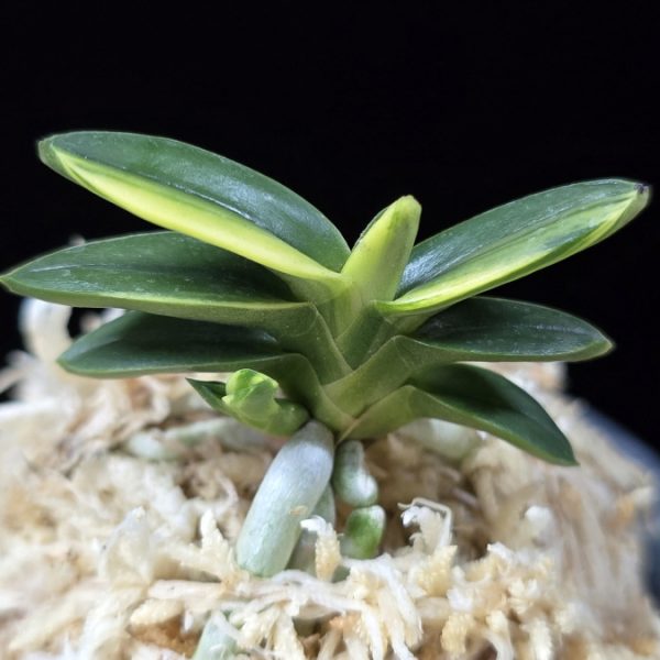 취월호 翠月湖 Chwiwolho(Seedling)