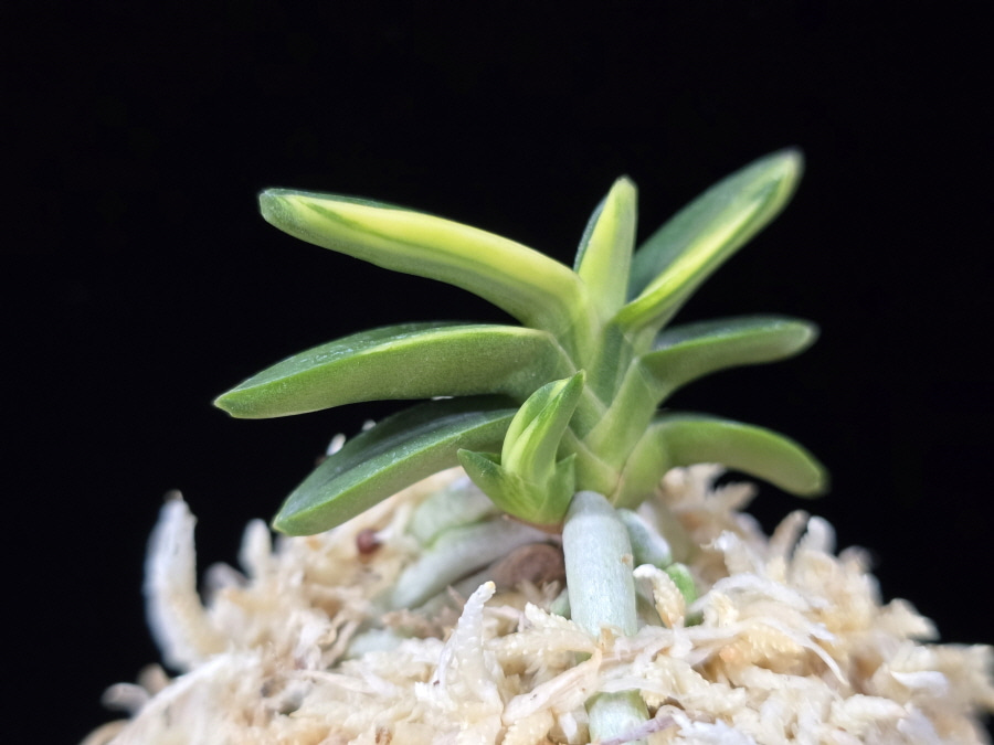 취월호 翠月湖 Chwiwolho(Seedling) 취월호 翠月湖 Chwiwolho(Seedling)