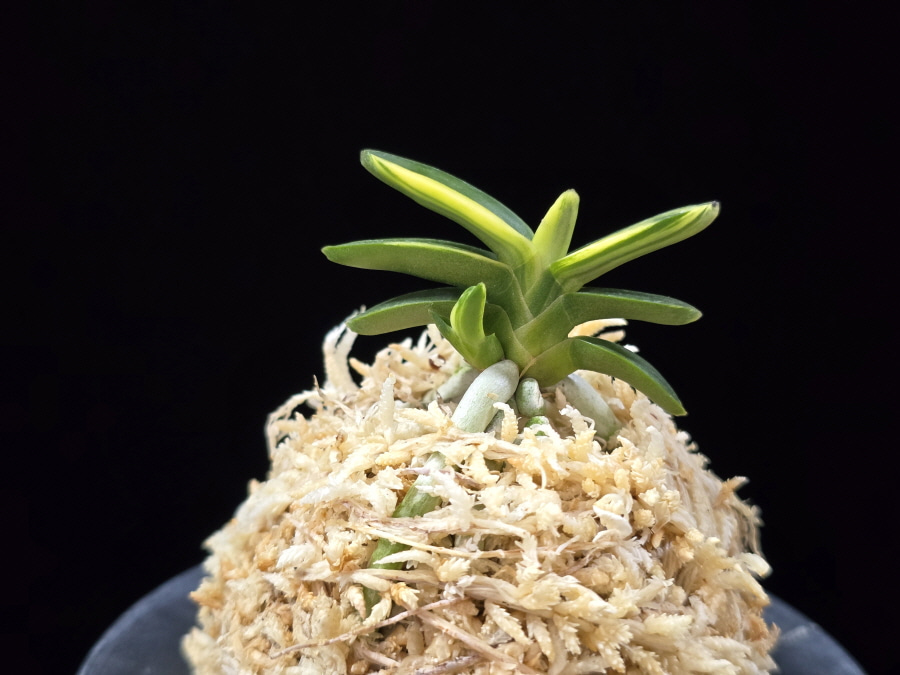 취월호 翠月湖 Chwiwolho(Seedling) 취월호 翠月湖 Chwiwolho(Seedling)