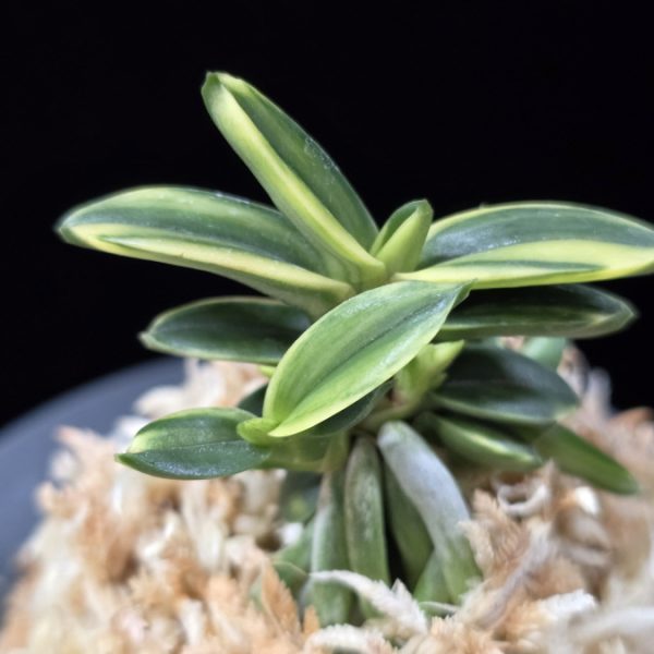 취월호 翠月湖 Chwiwolho(Seedling)