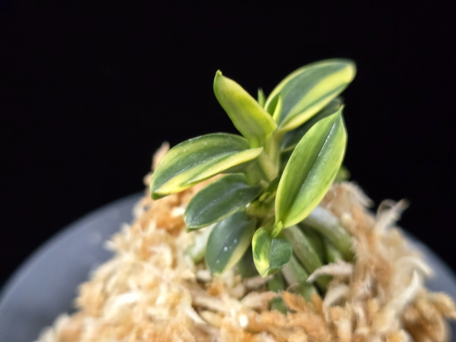 취월호 翠月湖 Chwiwolho(Seedling) 취월호 翠月湖 Chwiwolho(Seedling)