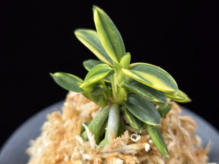 취월호 翠月湖 Chwiwolho(Seedling) 취월호 翠月湖 Chwiwolho(Seedling)