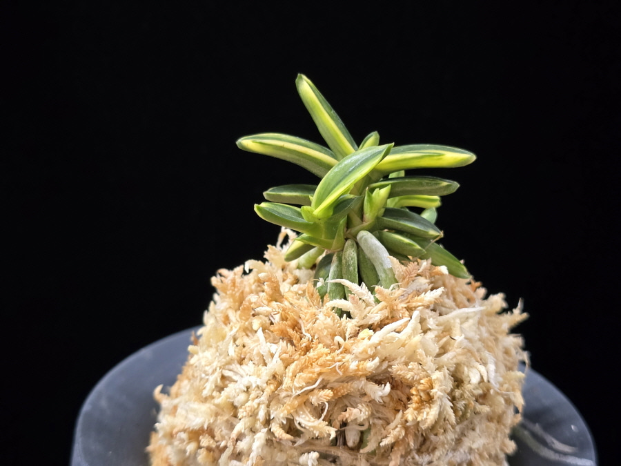 취월호 翠月湖 Chwiwolho(Seedling) 취월호 翠月湖 Chwiwolho(Seedling)