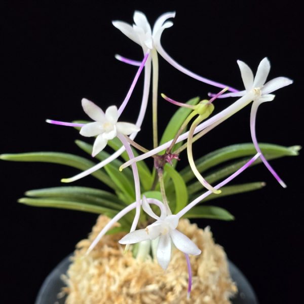 삼소전 三笑殿(万華境) Samsojeon(Mangekyo) (3 spur)