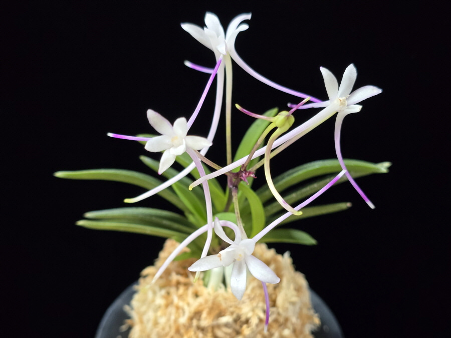 삼소전 三笑殿(万華境) Samsojeon(Mangekyo) (3 spur) 삼소전 三笑殿(万華境) Samsojeon(Mangekyo) (3 spur)