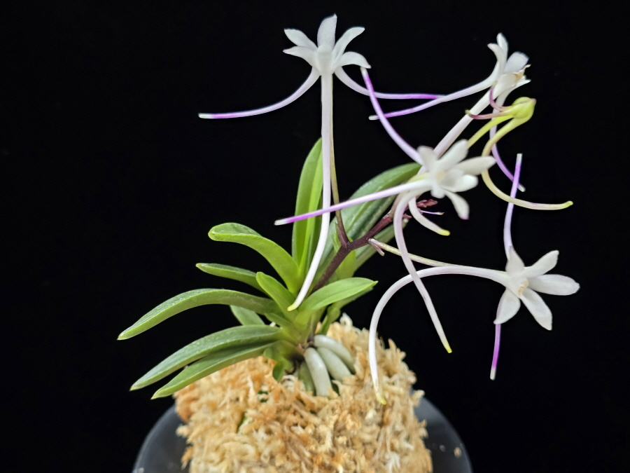 삼소전 三笑殿(万華境) Samsojeon(Mangekyo) (3 spur) 삼소전 三笑殿(万華境) Samsojeon(Mangekyo) (3 spur)