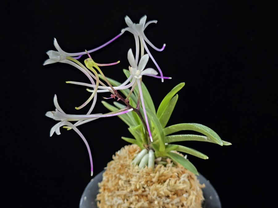 삼소전 三笑殿(万華境) Samsojeon(Mangekyo) (3 spur) 삼소전 三笑殿(万華境) Samsojeon(Mangekyo) (3 spur)