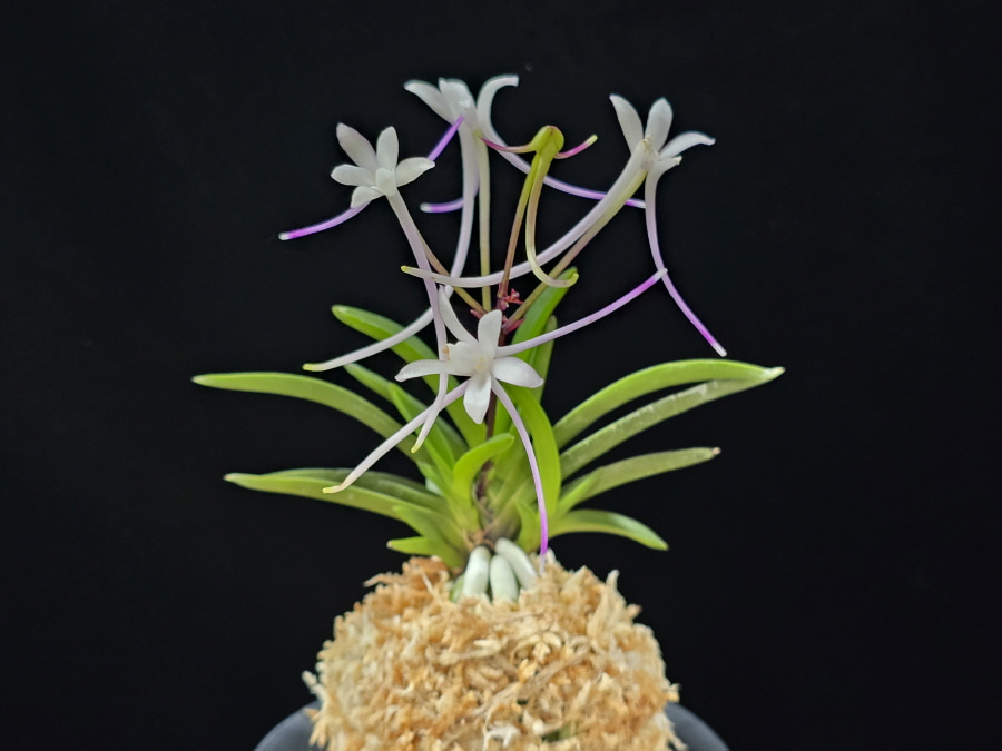 삼소전 三笑殿(万華境) Samsojeon(Mangekyo) (3 spur) 삼소전 三笑殿(万華境) Samsojeon(Mangekyo) (3 spur)