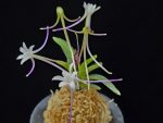 삼소전 三笑殿(万華境) Samsojeon(Mangekyo) (3 spur)