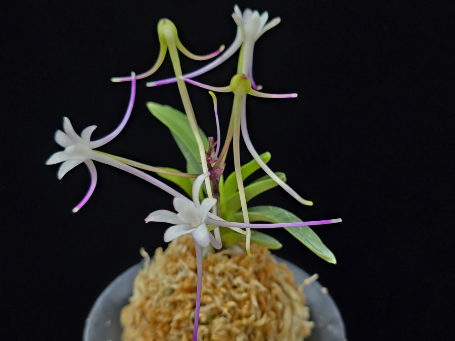 삼소전 三笑殿(万華境) Samsojeon(Mangekyo) (3 spur) 삼소전 三笑殿(万華境) Samsojeon(Mangekyo) (3 spur)