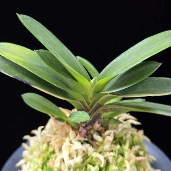 백두보 白頭寶 Baekdubo