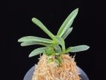 흑요 黑耀 Kokuyou