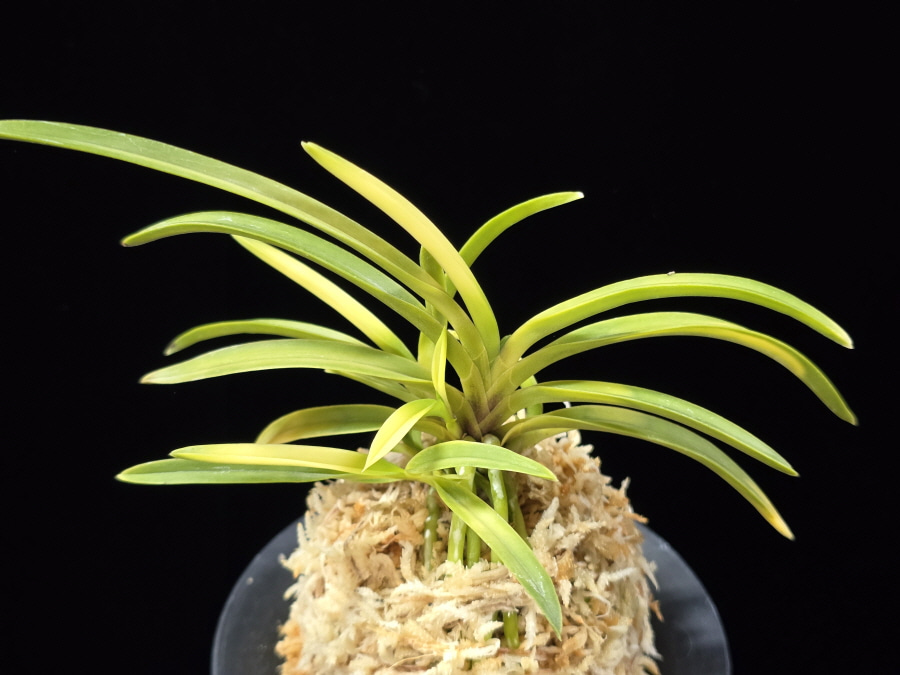 당금 唐錦 Karanishiki 당금 唐錦 Karanishiki