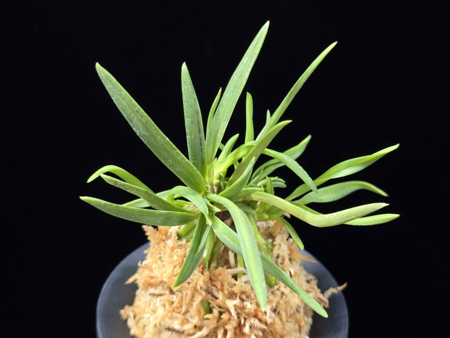 낭화사자 浪花獅子 Naniwajishi 낭화사자 浪花獅子 Naniwajishi