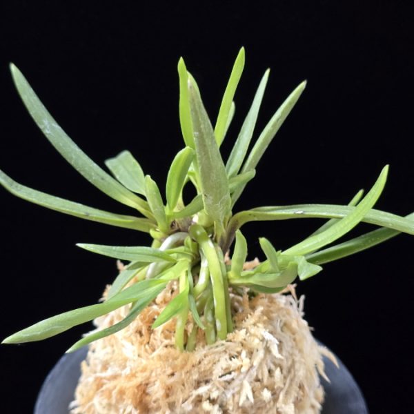 낭화사자 浪花獅子 Naniwajishi