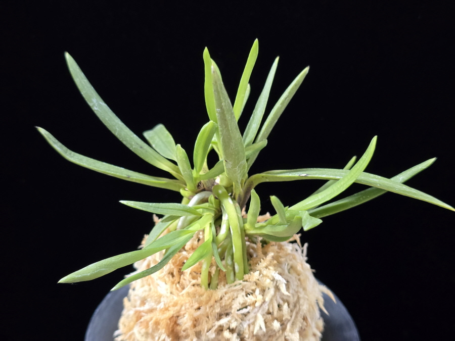 낭화사자 浪花獅子 Naniwajishi 낭화사자 浪花獅子 Naniwajishi