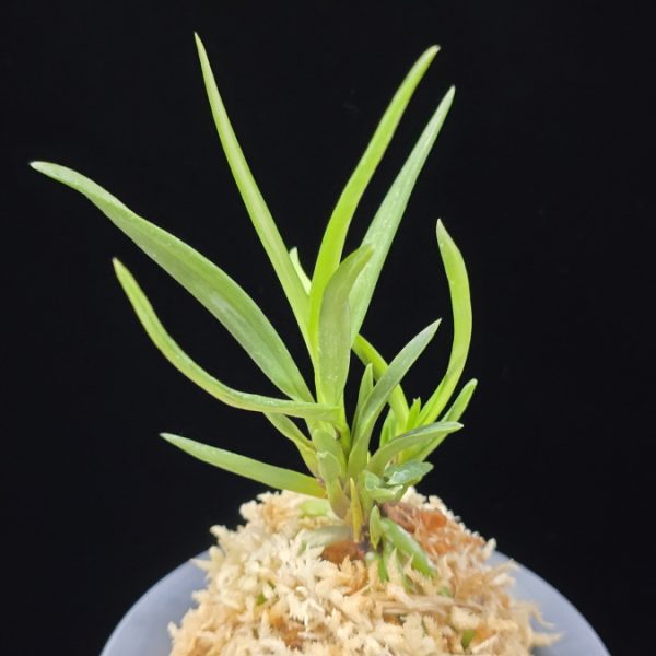 낭화사자 浪花獅子 Naniwajishi