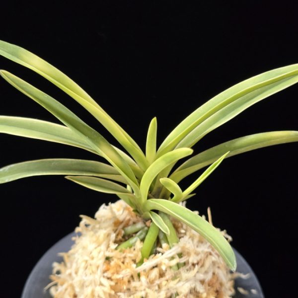 봉황전 鳳凰殿 Hooden