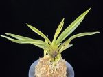 고궁 故宮 Gogung(Kokyu) (Ruby root)