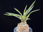 고궁 故宮 Gogung(Kokyu) (Ruby root)