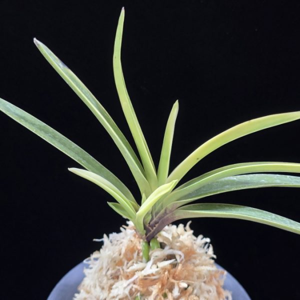 고궁 故宮 Gogung(Kokyu) (Ruby root)