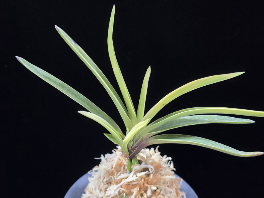 고궁 故宮 Gogung(Kokyu) (Ruby root) 고궁 故宮 Gogung(Kokyu) (Ruby root)