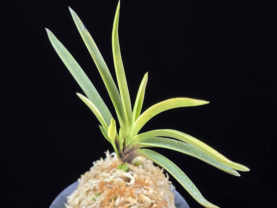 고궁 故宮 Gogung(Kokyu) (Ruby root) 고궁 故宮 Gogung(Kokyu) (Ruby root)