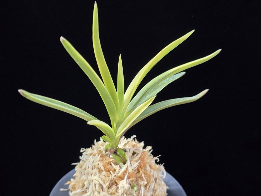 고궁 故宮 Gogung(Kokyu) (Ruby root) 고궁 故宮 Gogung(Kokyu) (Ruby root)