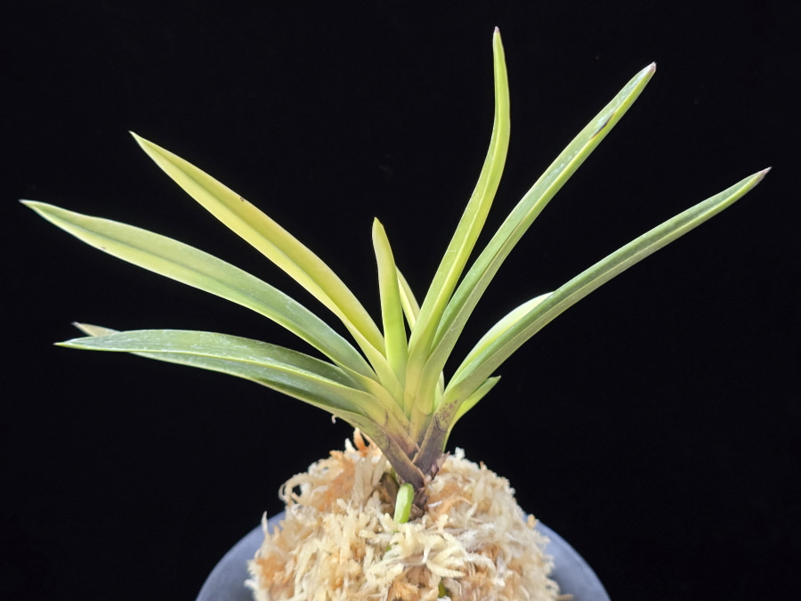 고궁 故宮 Gogung(Kokyu) (Ruby root) 고궁 故宮 Gogung(Kokyu) (Ruby root)