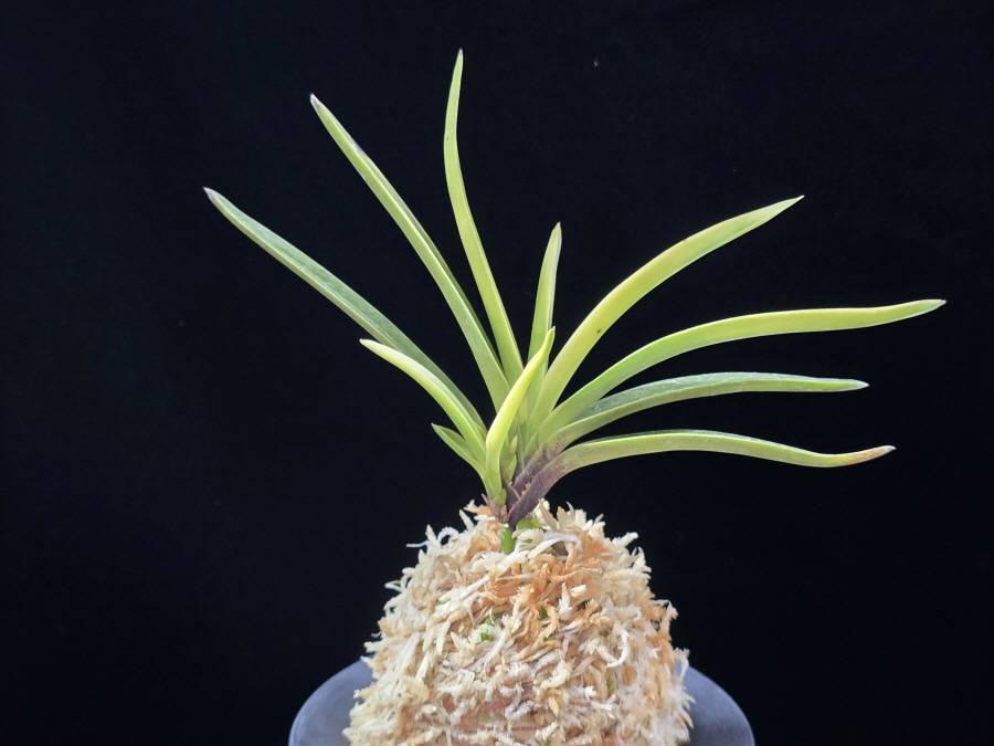 고궁 故宮 Gogung(Kokyu) (Ruby root) 고궁 故宮 Gogung(Kokyu) (Ruby root)