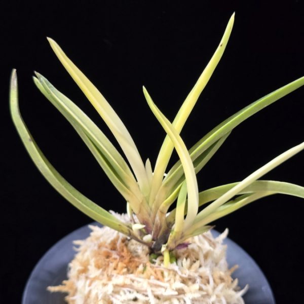 고궁 故宮 Gogung(Kokyu) (Ruby root)