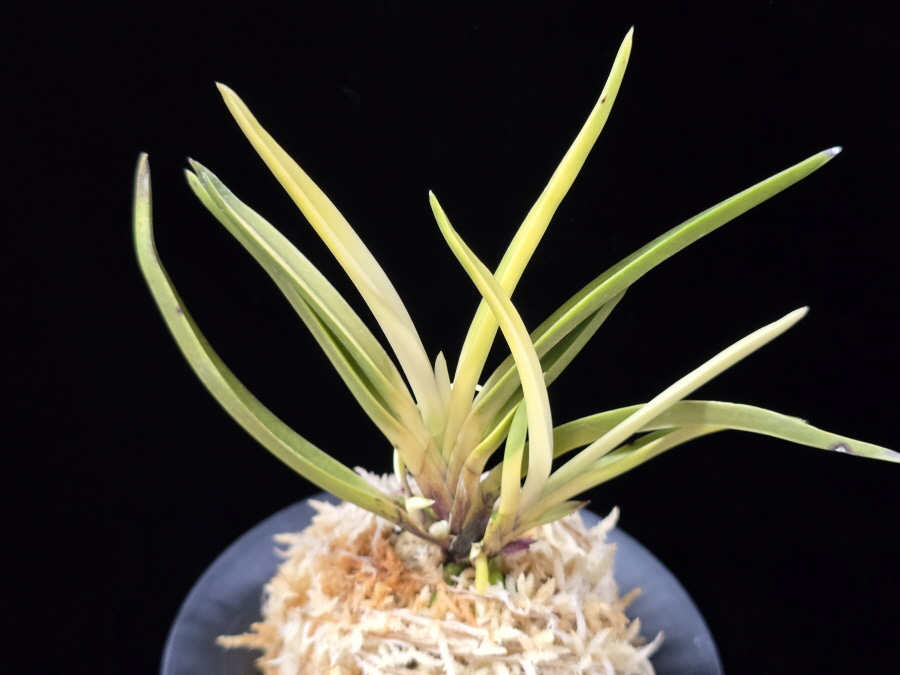 고궁 故宮 Gogung(Kokyu) (Ruby root) 고궁 故宮 Gogung(Kokyu) (Ruby root)