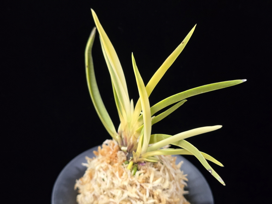 고궁 故宮 Gogung(Kokyu) (Ruby root) 고궁 故宮 Gogung(Kokyu) (Ruby root)