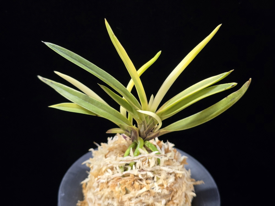 고궁 故宮 Gogung(Kokyu) (Ruby root) 고궁 故宮 Gogung(Kokyu) (Ruby root)