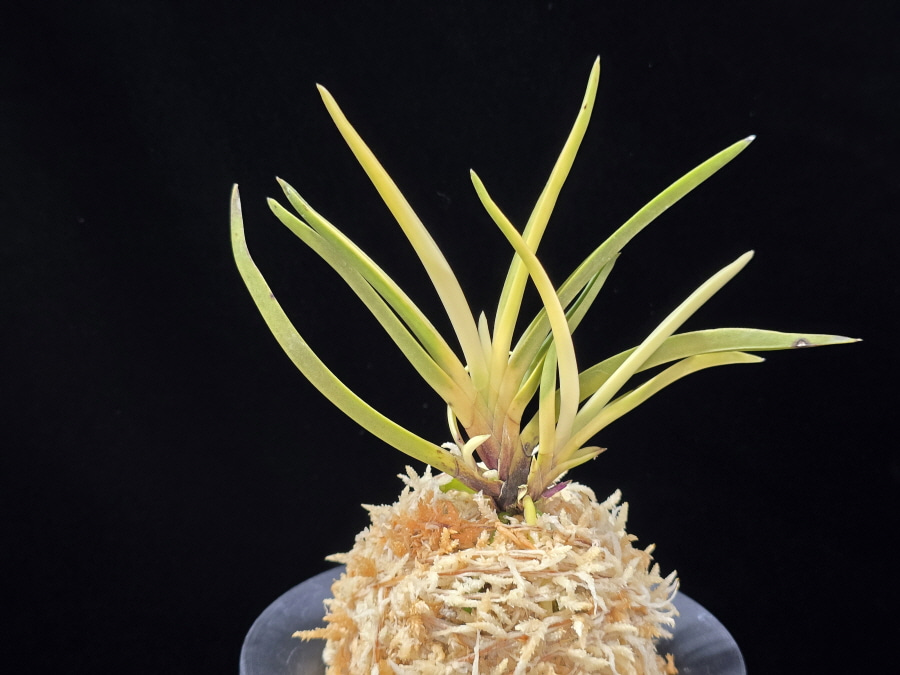 고궁 故宮 Gogung(Kokyu) (Ruby root) 고궁 故宮 Gogung(Kokyu) (Ruby root)