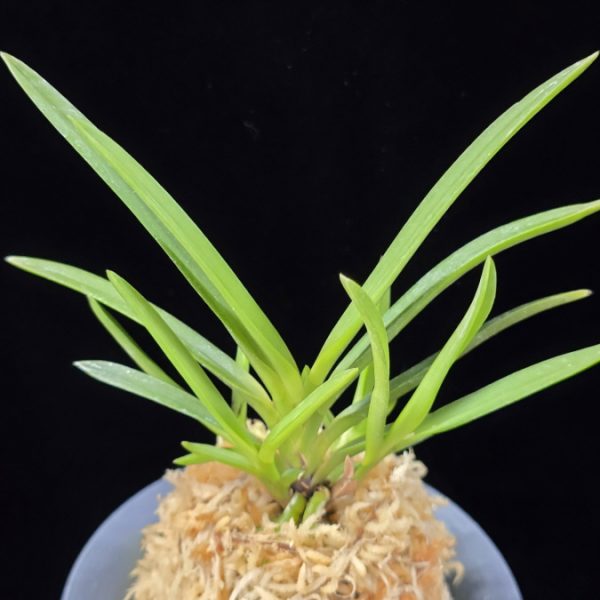 건국 建國 Kenkoku