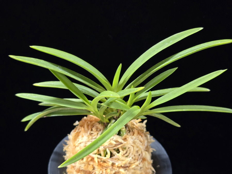 건국 建國 Kenkoku 건국 建國 Kenkoku