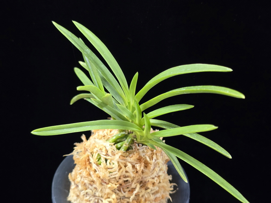 건국 建國 Kenkoku 건국 建國 Kenkoku