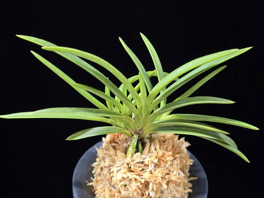 건국 建國 Kenkoku 건국 建國 Kenkoku