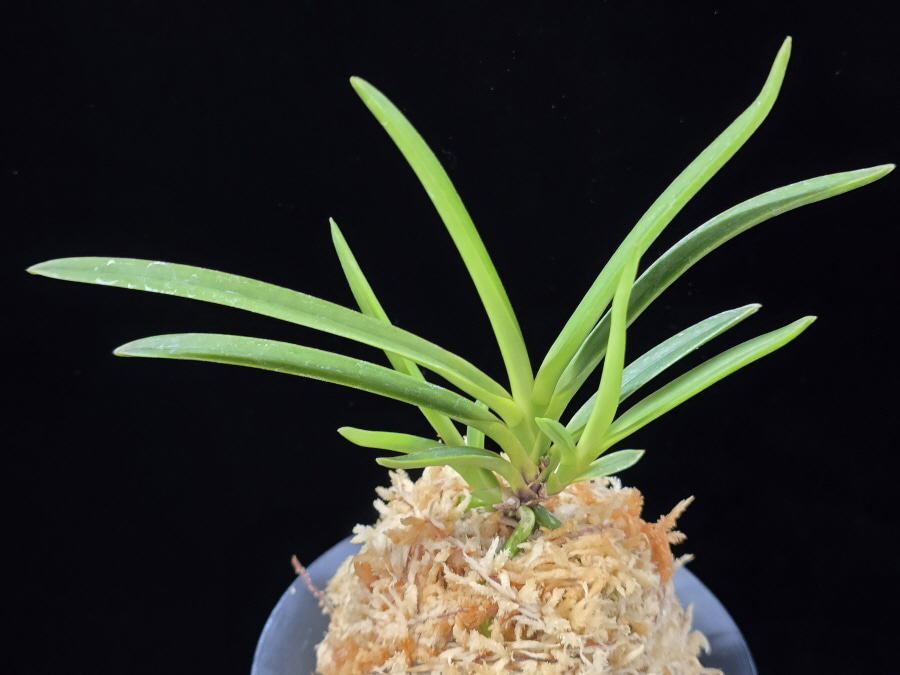 건국 建國 Kenkoku 건국 建國 Kenkoku