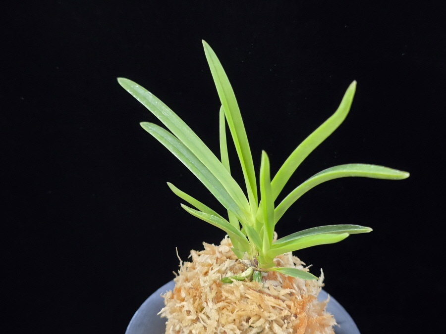 건국 建國 Kenkoku 건국 建國 Kenkoku