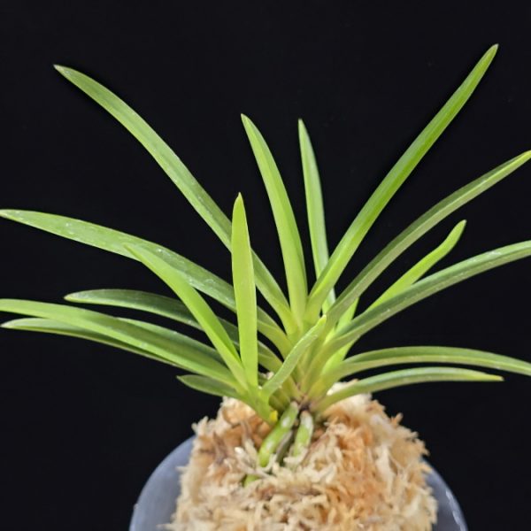 건국 建國 Kenkoku