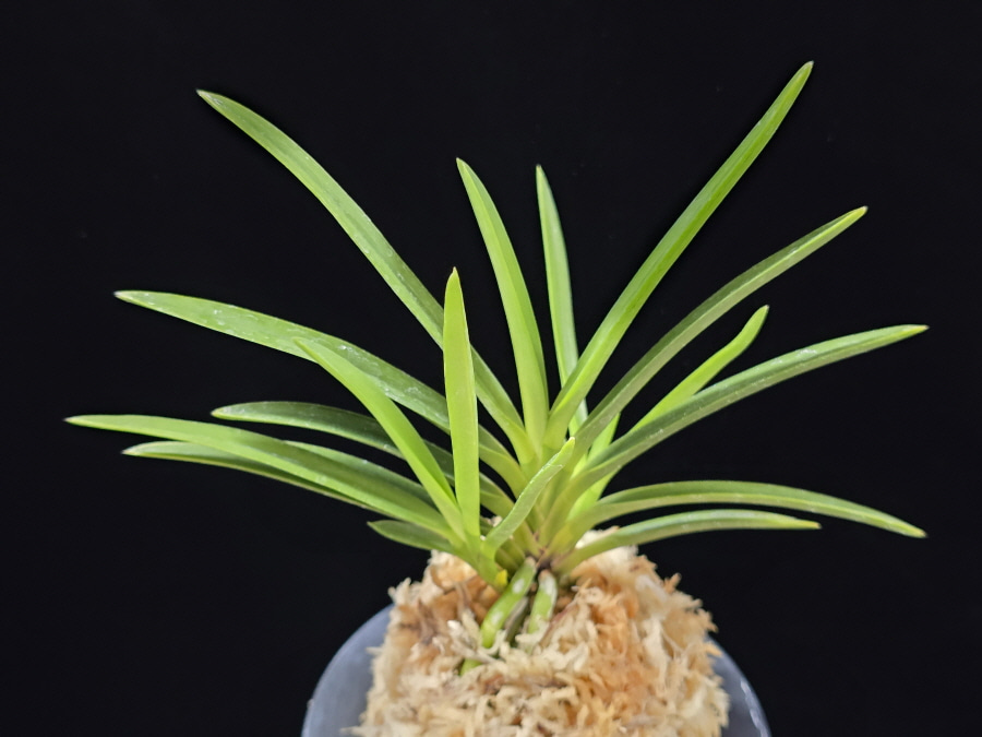 건국 建國 Kenkoku 건국 建國 Kenkoku