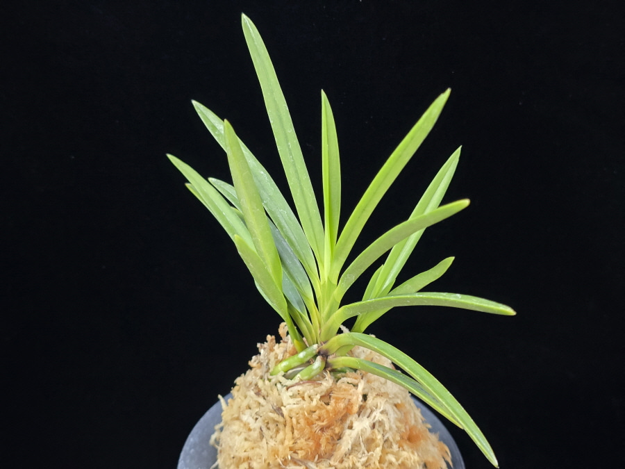 건국 建國 Kenkoku 건국 建國 Kenkoku